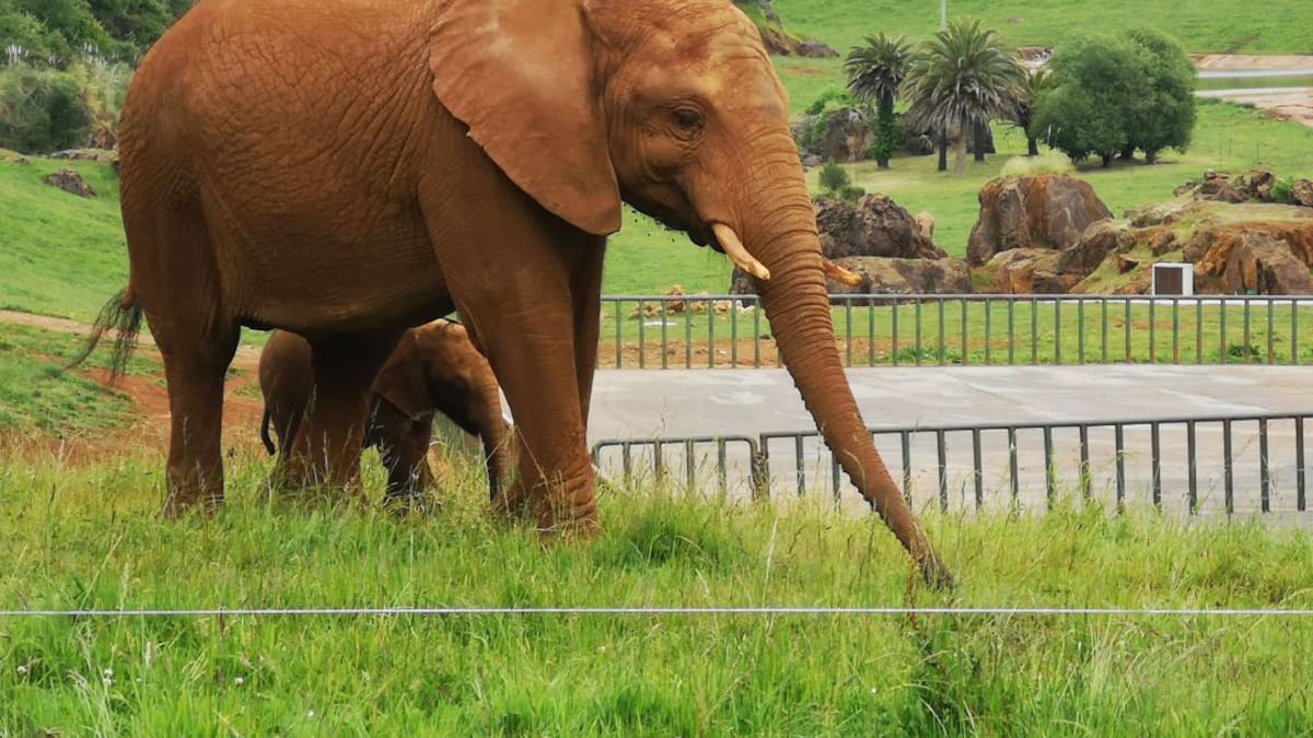Entrevista Fundación Franz Weber sobre Cabarceno (19/05/21)