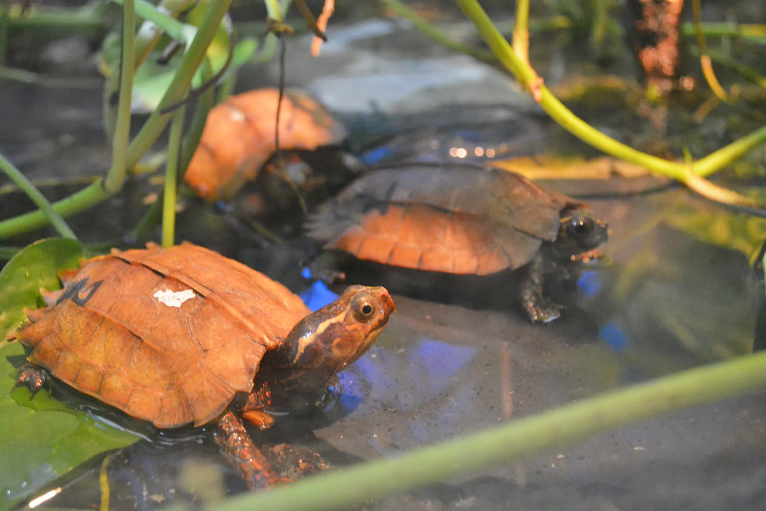 Ejemplares de tortuga recuperados