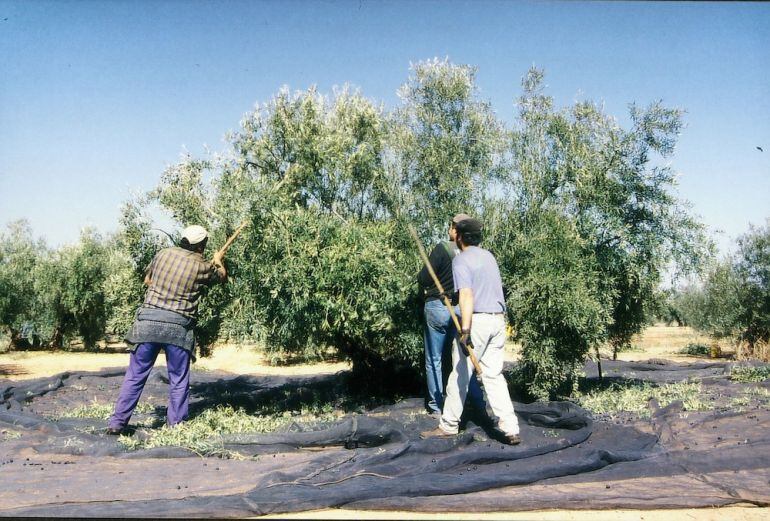 Tres personas trabajando en un tajo de la aceituna.