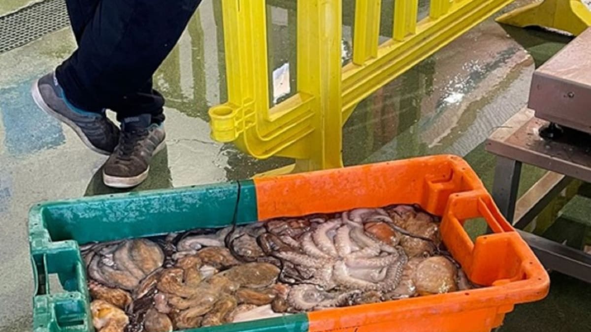 Decomisados 30 kilos de pulpo capturado ilegalmente y 798 cacharros en A Guarda