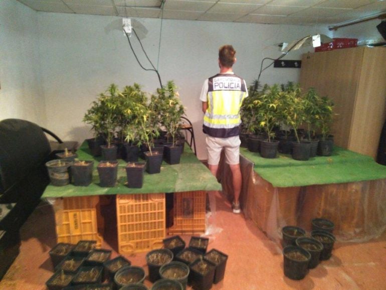 La plantación se encontraba en una vivienda de Petrer