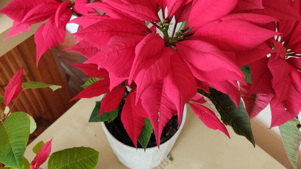 Plantas que decoran la Navidad: colores naturales para un hogar más festivo