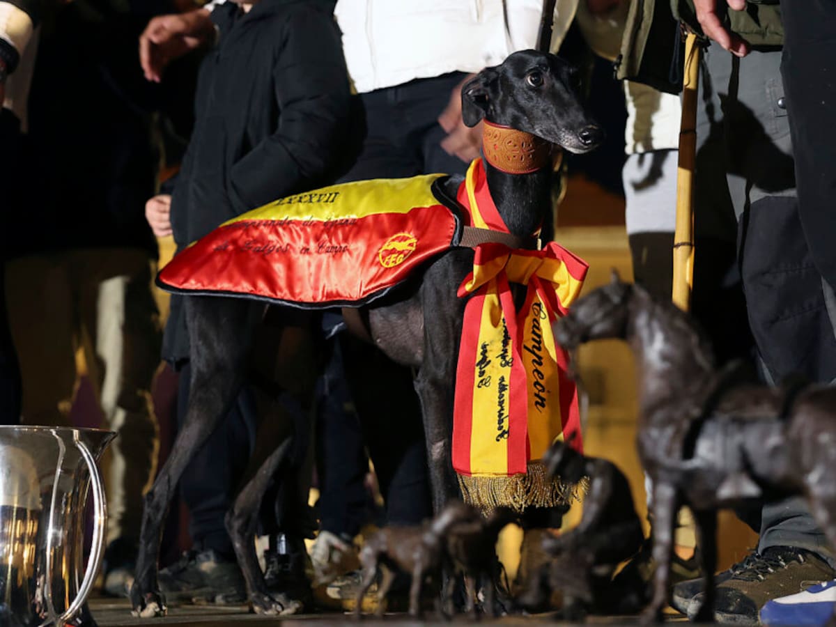 La galga salmantina Morería de Suerte, campeona de España en Madrigal de las Altas Torres