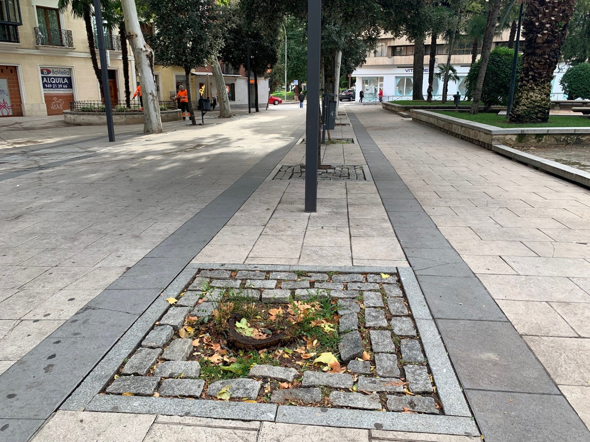 Alcorque vacío en la zona de Santo Domingo de Guadalajara