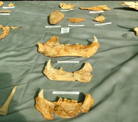 Algunos de los restos de fauna encontrados en los yacimientos de Atapuerca en su 40 campaña de excavaciones