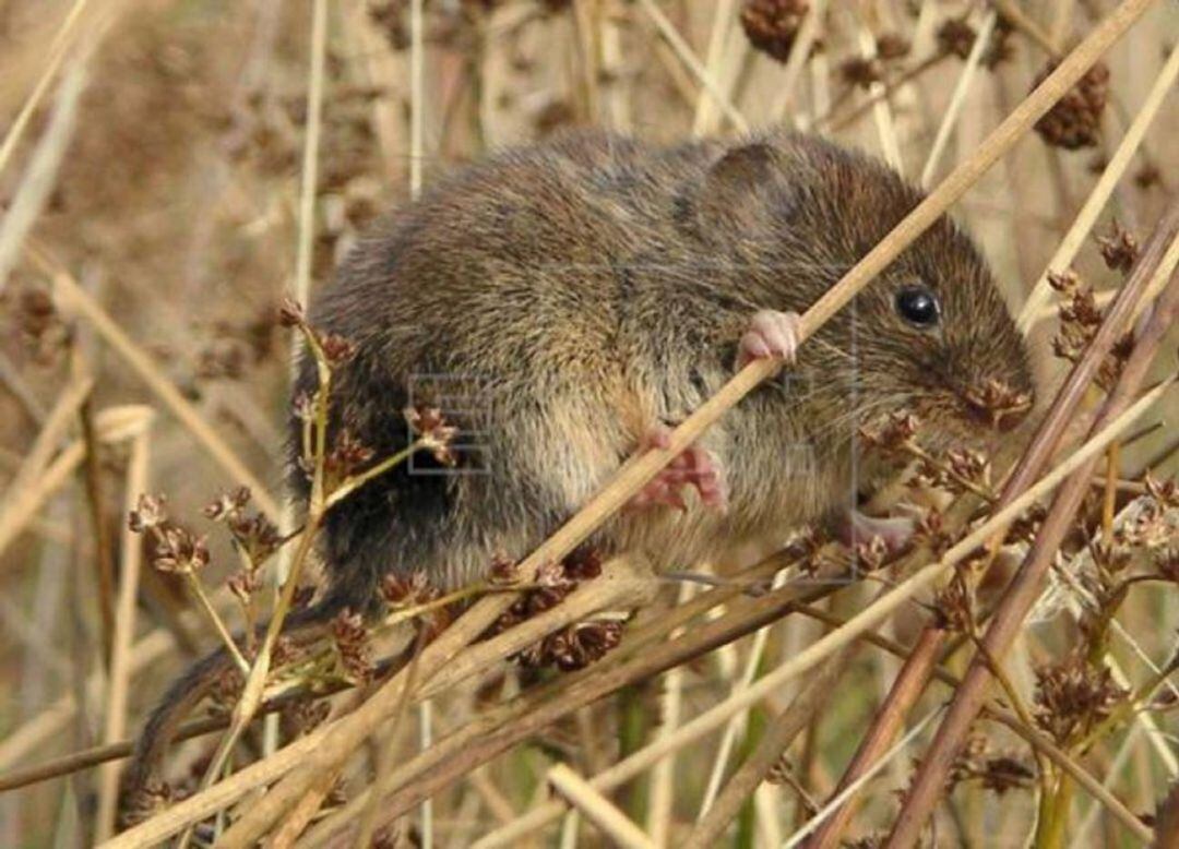 Siguen aumentando los casos de tularemia en Palencia