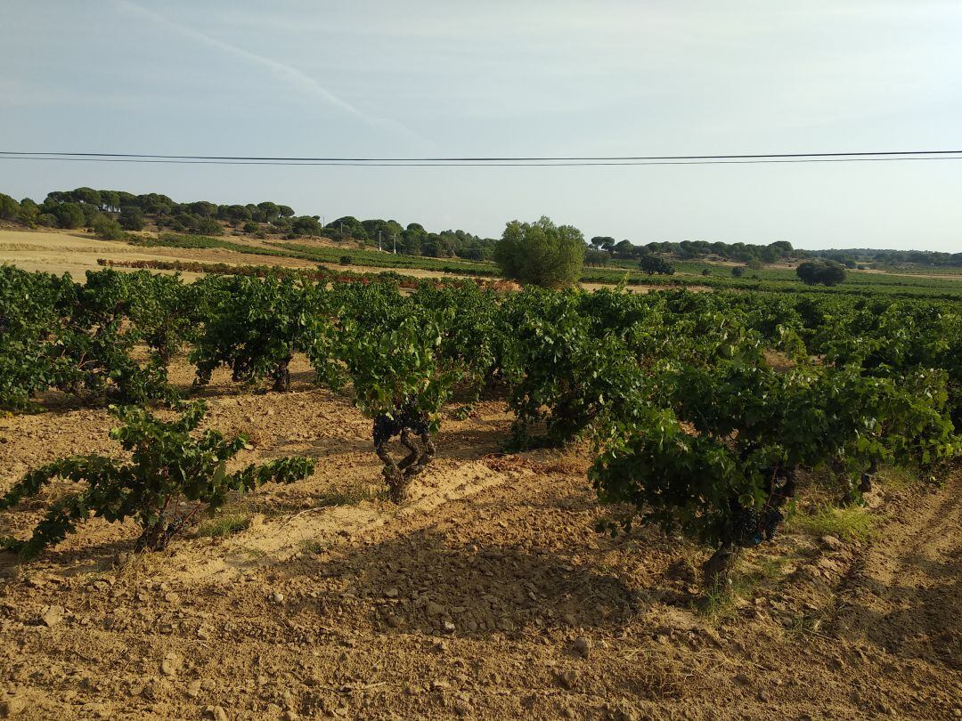 Viñedo de la Ribera del Duero a punto para la vendimia