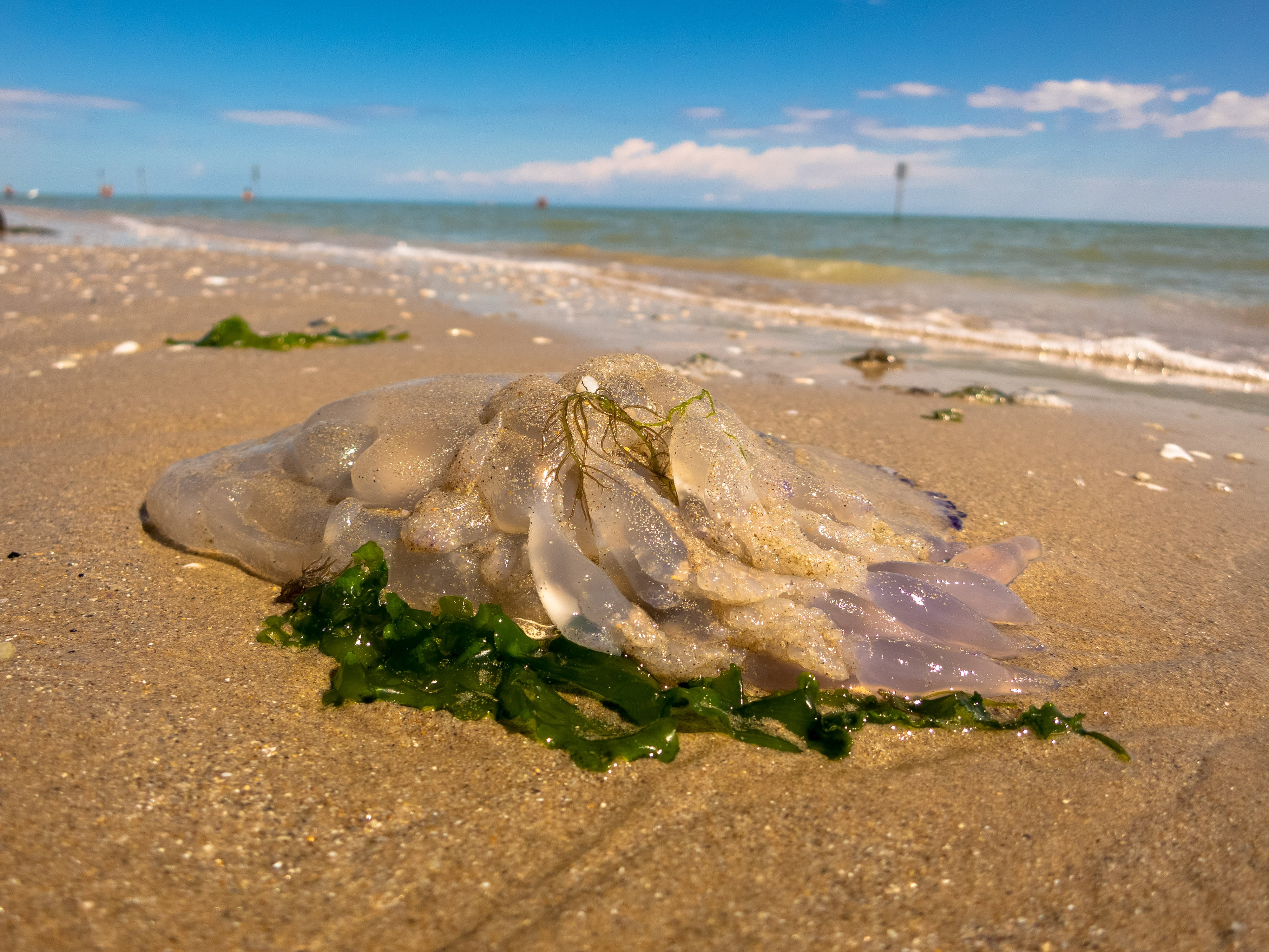 Precaución con las medusas en la orilla de la playa