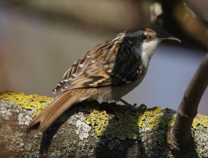 Imatge d'un raspinell comú // Foto: Birding Catalunya