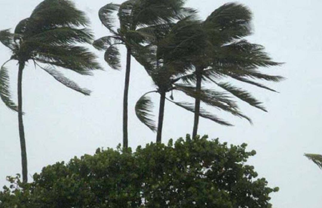 Palmeras azotadas por el viento.