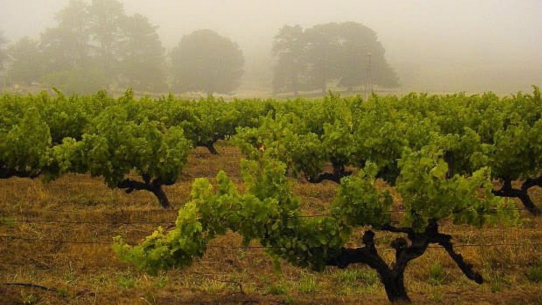 Viñedos en Tierra de Barros