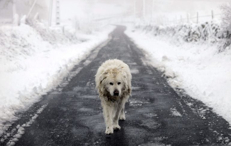 Un perro deambula por una carretera secundaria cercana a la localidad de Casardonsola (Montederramo) en Ourense, que amanecía hoy nevado debido al temporal de frío y viento.