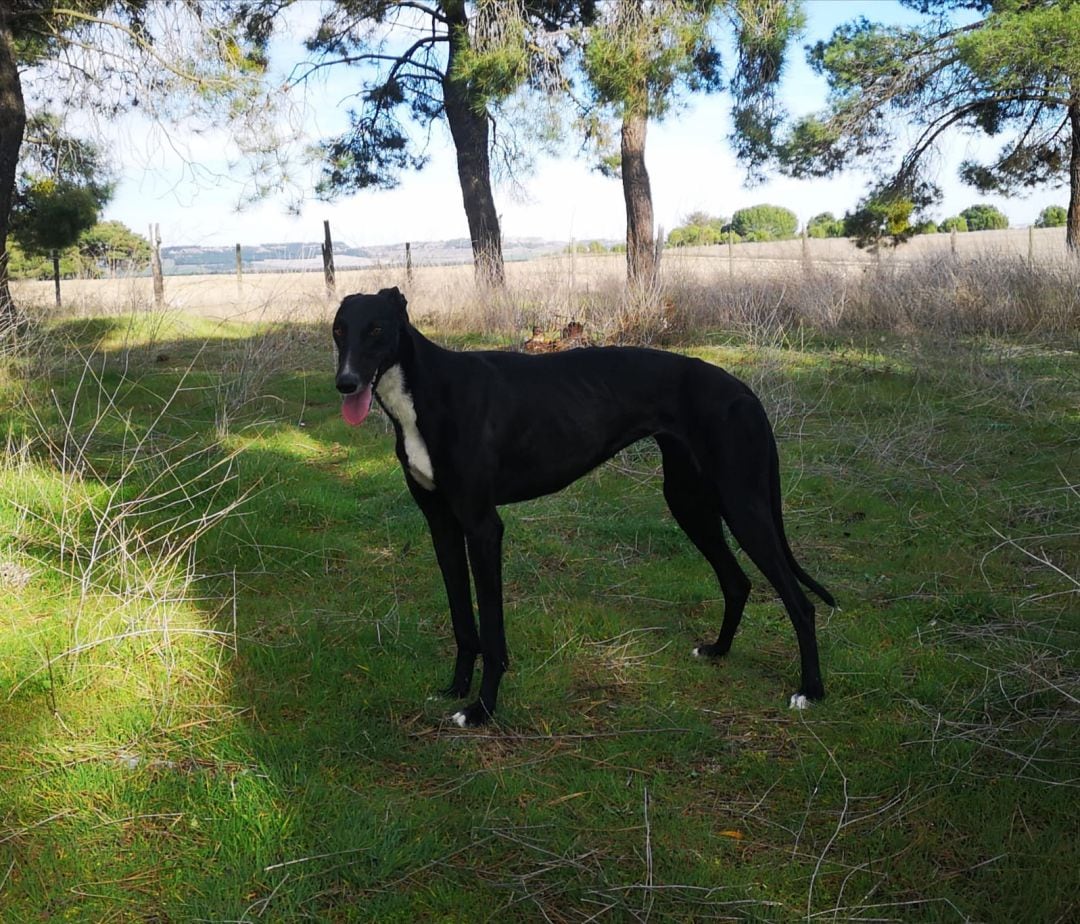 La representante de Matapozuelos, Liosa, avanza hacia el triunfo del Campeonato de Galgos