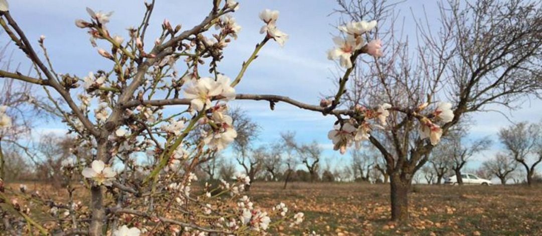 Foto de archivo de almendros en flor. 