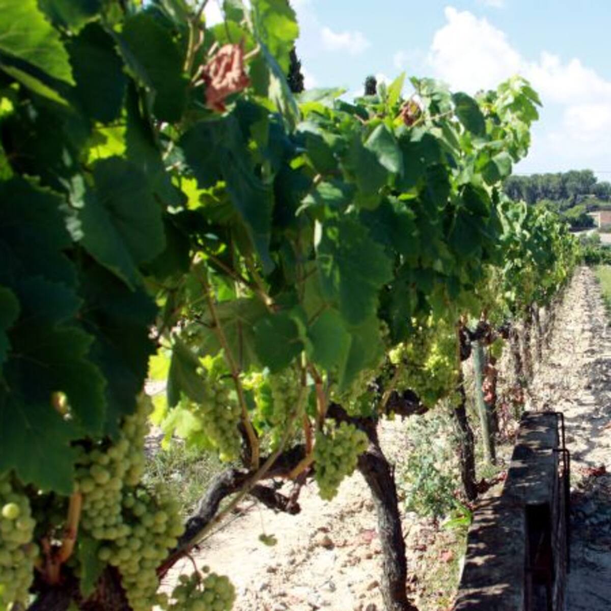 Sol al matí, vent a la tarda