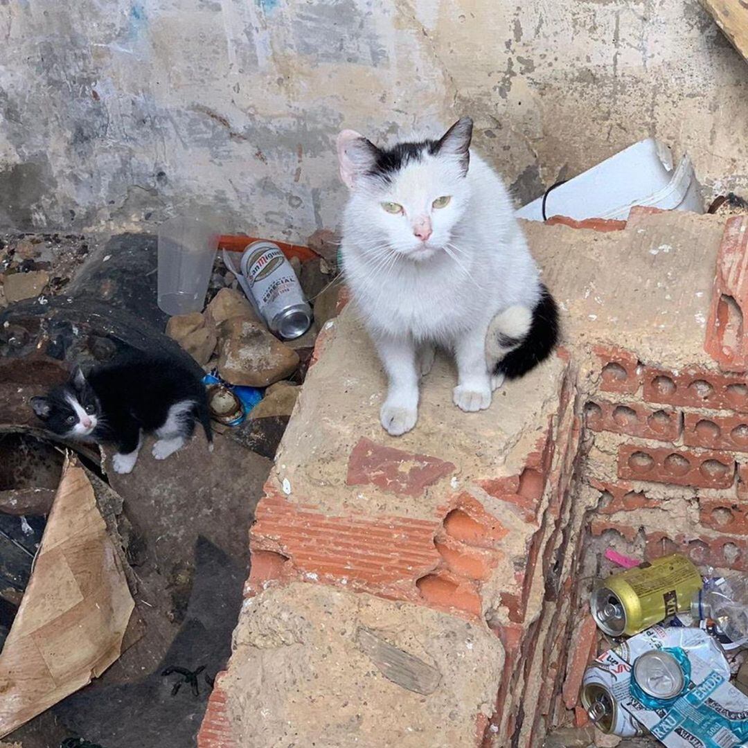 Gatos callejeros