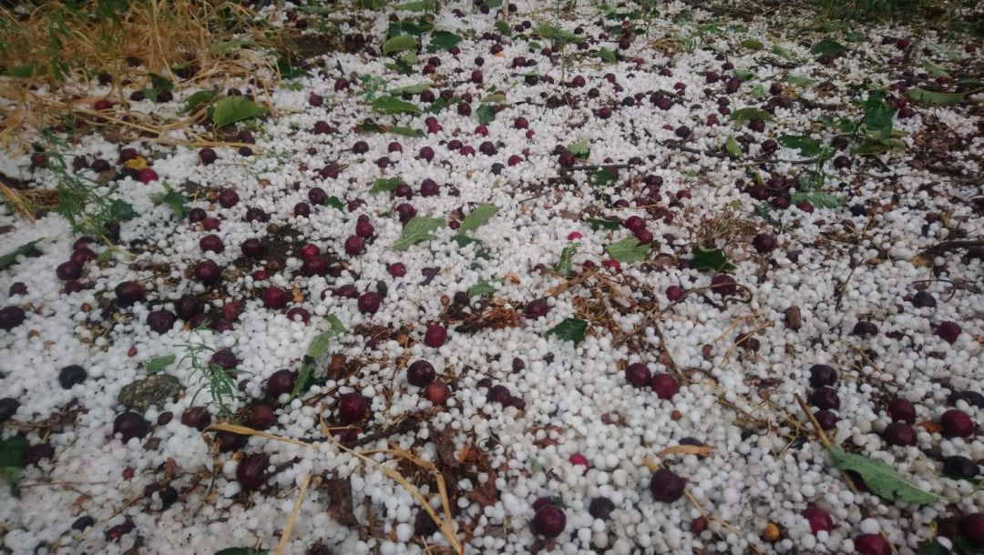 Granizo en el valle del Jerte y cerezas tiradas en el suelo