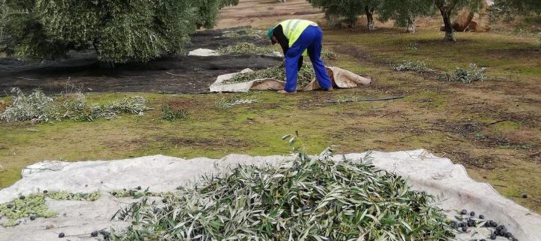 Un olivarero recoge aceituna en Jaén.