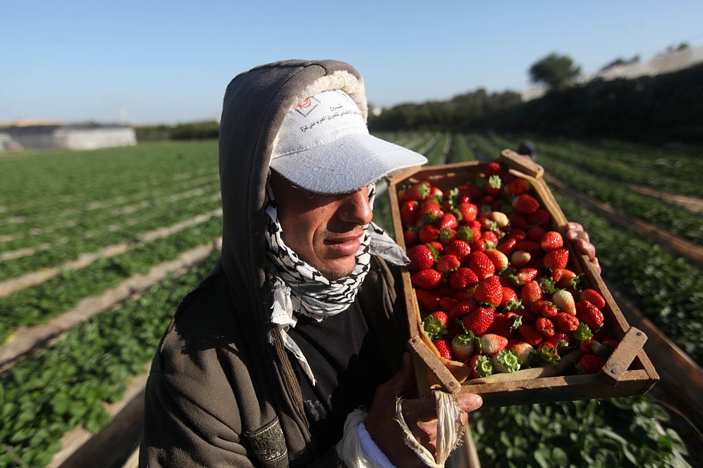 Cultivo de fresas en Beit Lahia (norte de Gaza), en 2014.