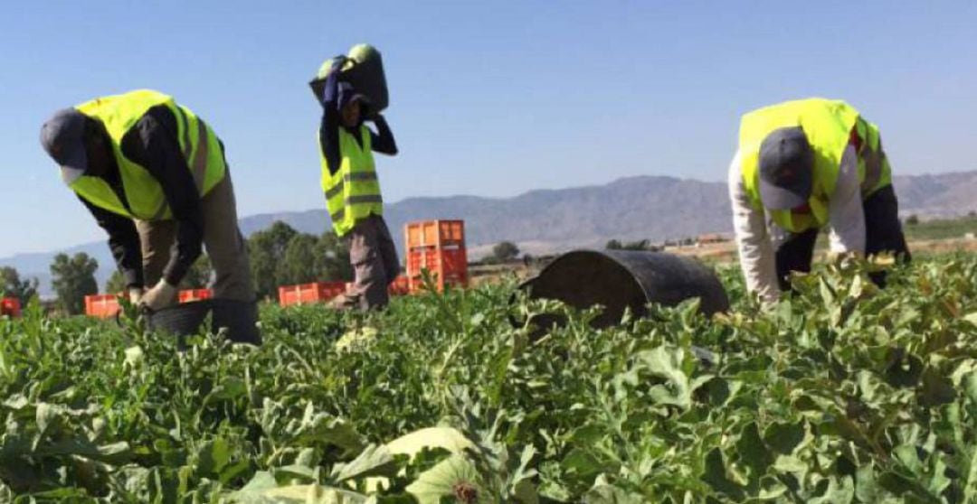 Trabajadores del campo.