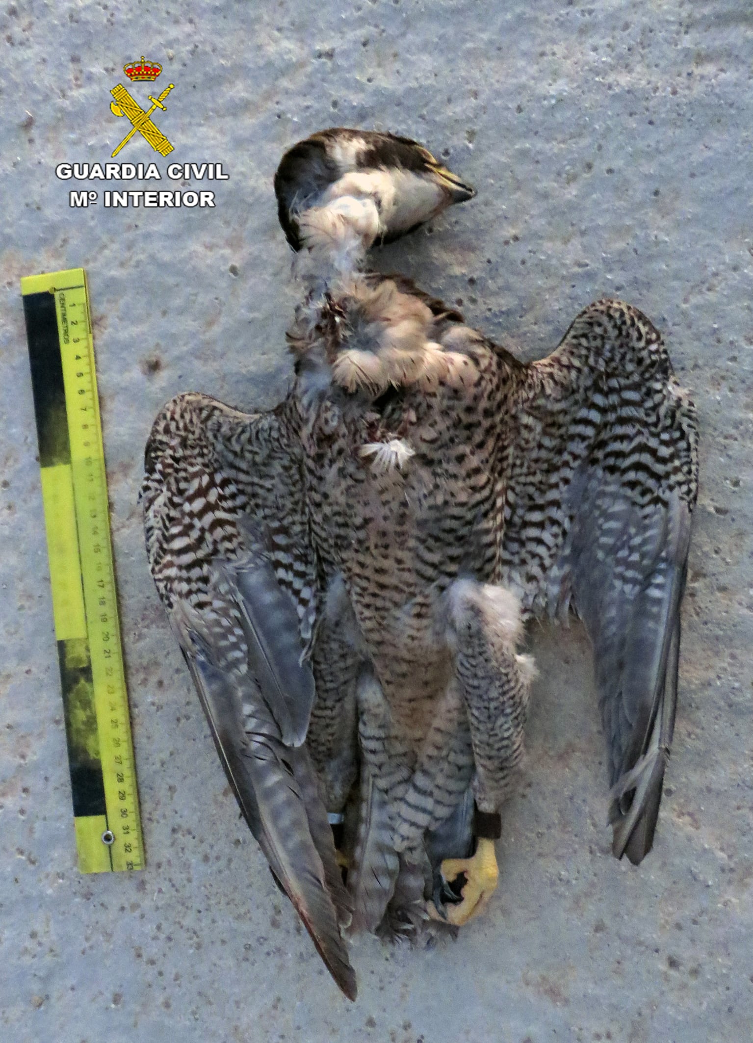 La Guardia Civil investiga a una persona por la muerte de un halcón peregrino en Librilla