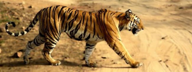 Tigre Bengala - India (Viajes Tulum)