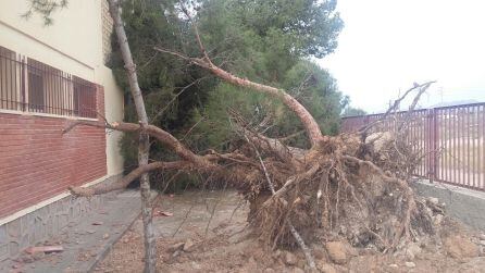 Árbol arrancado por el viento en el colegio La Galia 