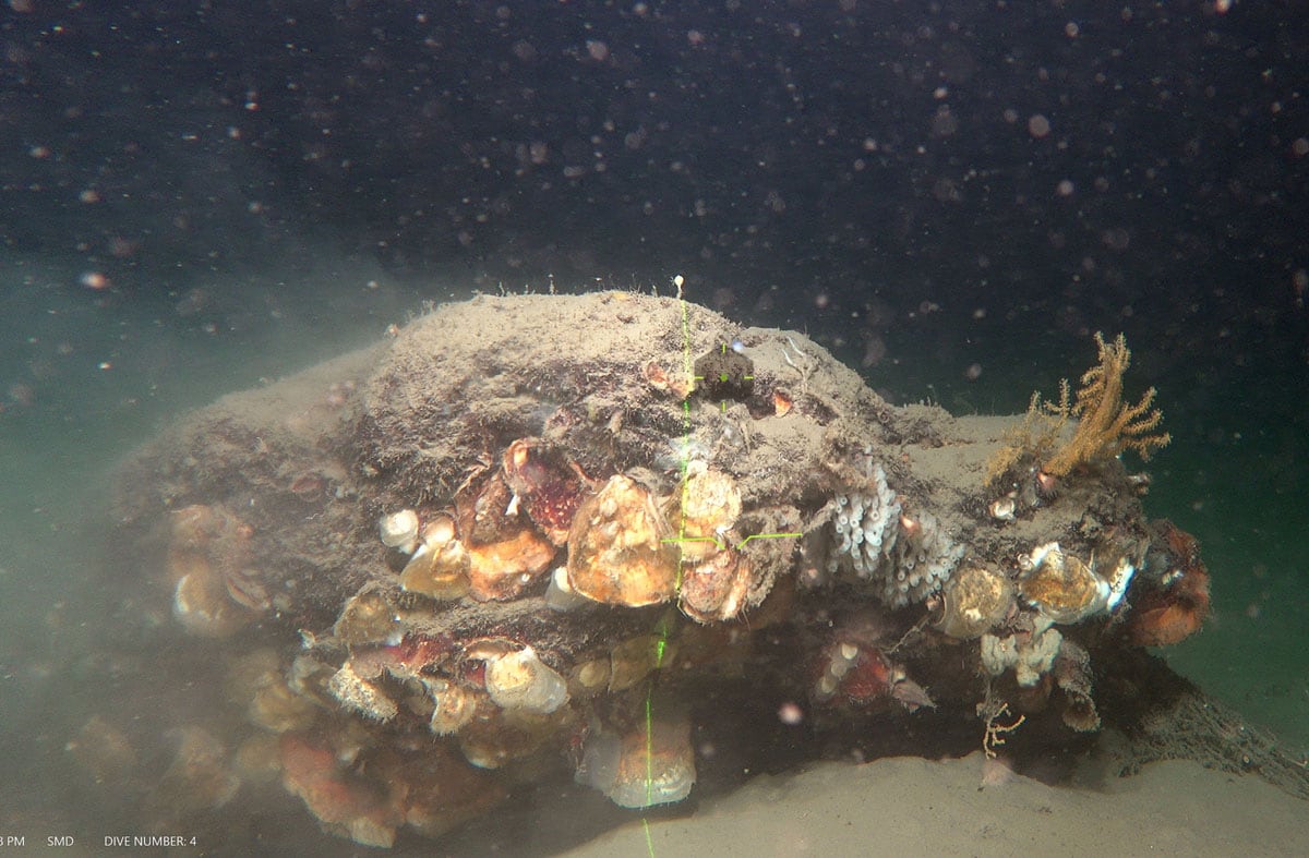 Uno de los arrecifes de ostras que constituyen un nuevo hábitat en el margen norte del mar de Alborán, en el litoral de Granada