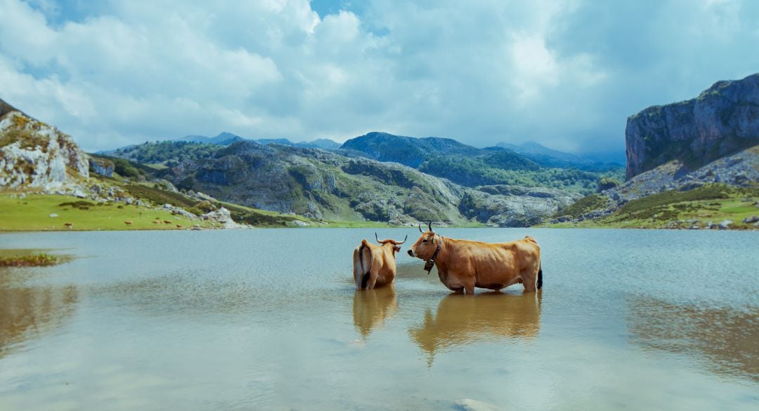 Dos vacas dentro de uno de los lagos situado en Covadonga.