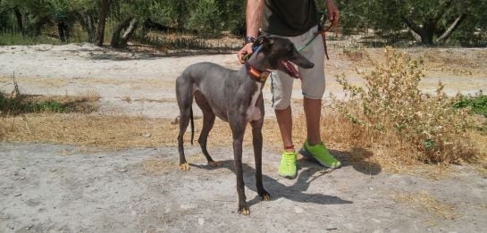 Galgo ganador en la carrera de galgos de Jódar