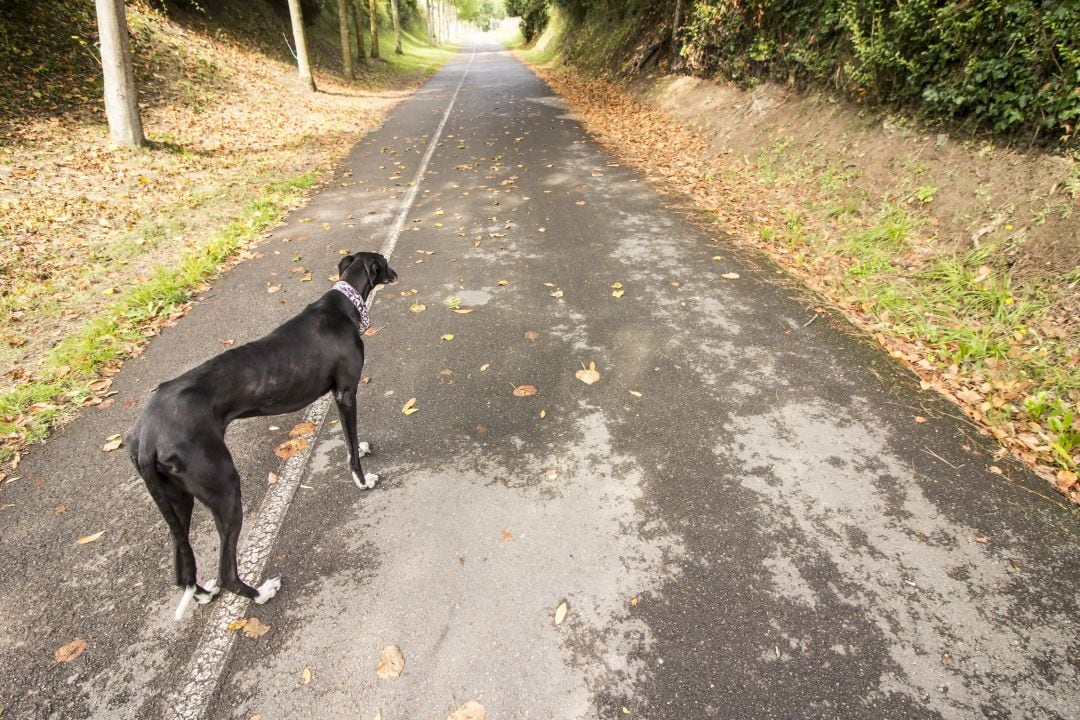 Perro abandonado