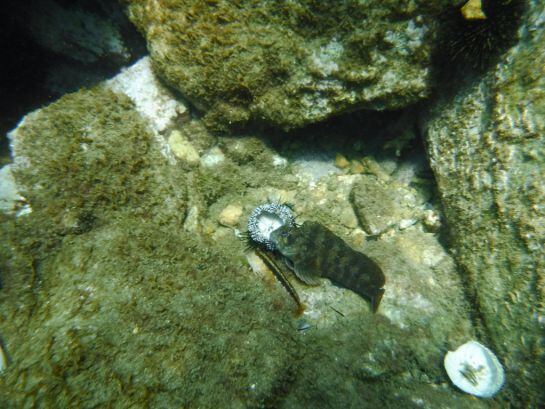 D&#039;entre tota la fauna de la costa barcelonina, destaquen els molls o rogers, orades, castanyoletes, fadrins o julioles i molts, molts eriçons.