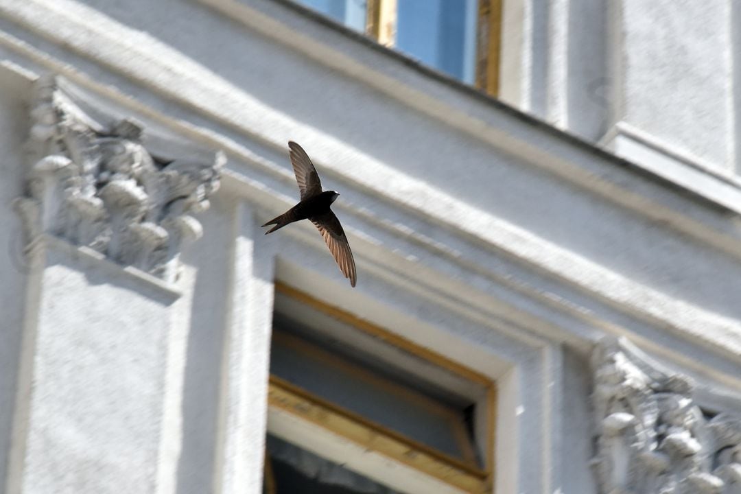 Un vencejo en pleno vuelo