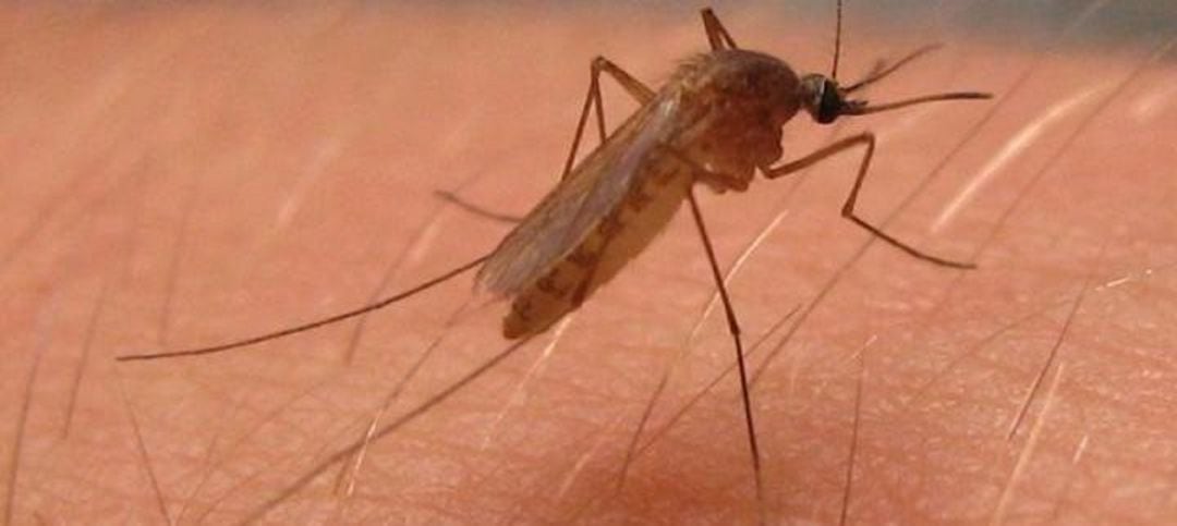 El virus del Nilo Occidental lo transmite el mosquito común del Bajo Guadalquivir