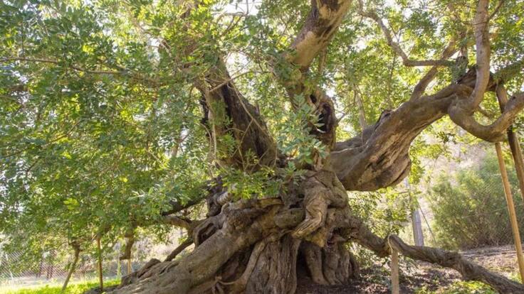 Ser Viajeros Comunitat Valenciana (13-11-2021)