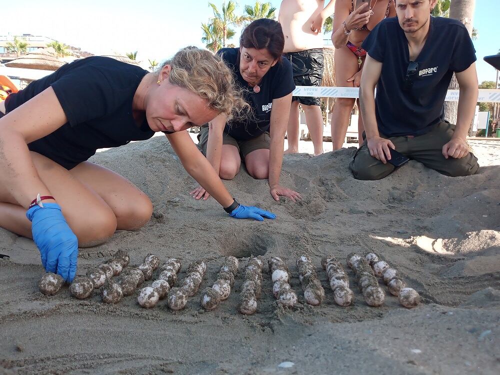 Los huevos de tortuga boba en la playa