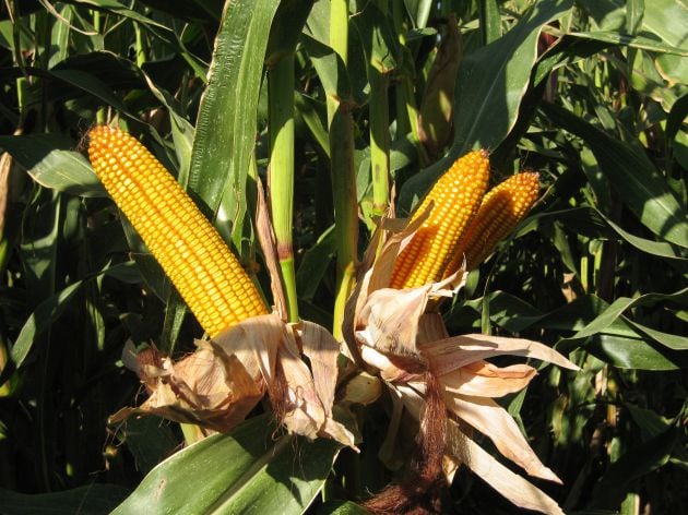 Desde Liven Agro creen que en esta zona existe &quot;un gran patrimonio agrario desconocido e incluso abandonado&quot;