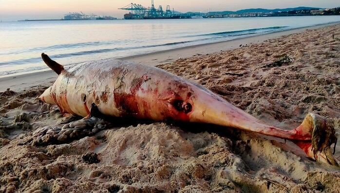 Cadáver del animal muerto