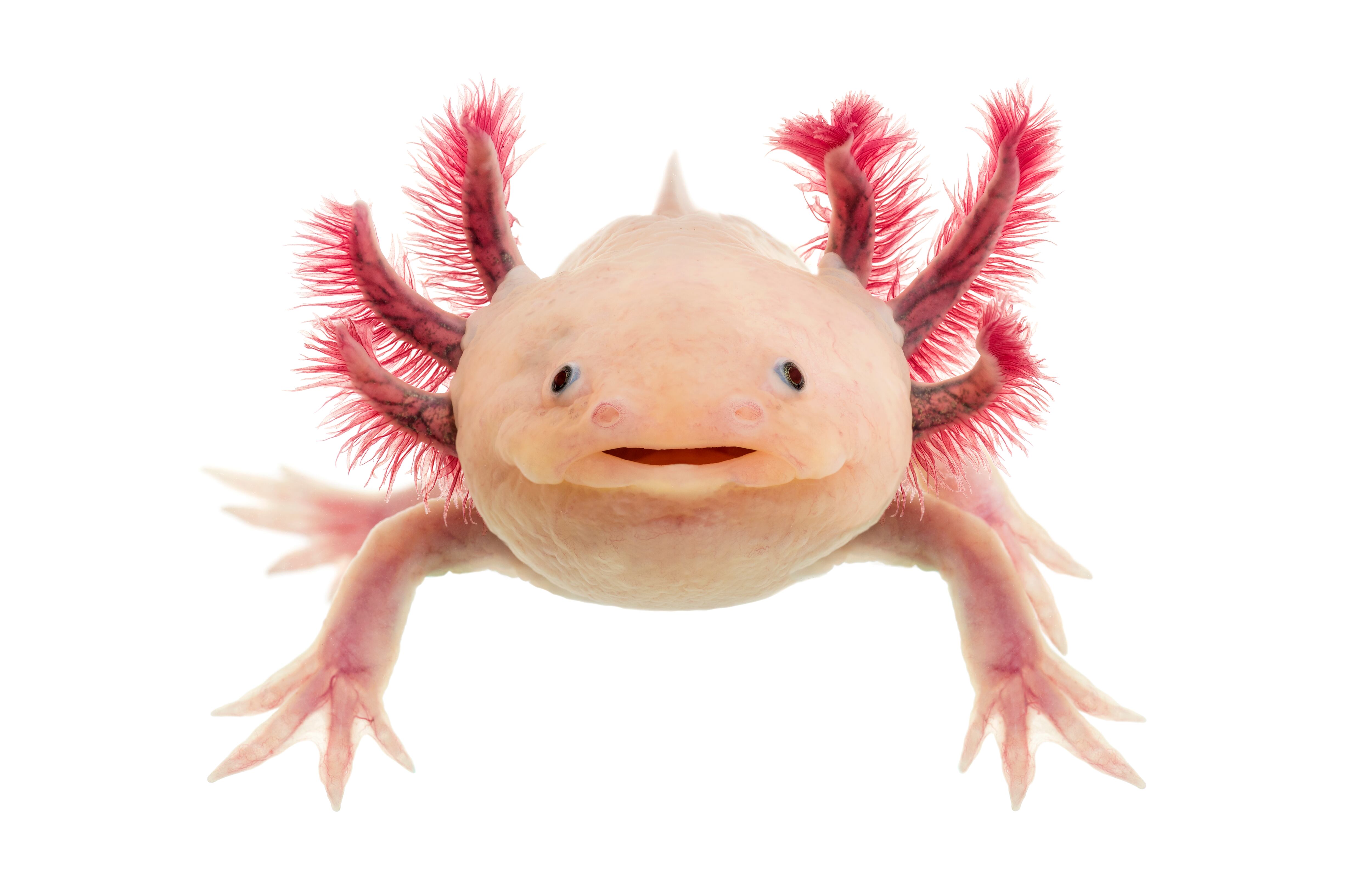 Ajolote (Ambystoma mexicanum)