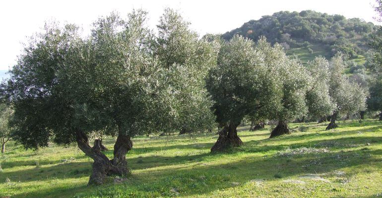 Campo de olivos.