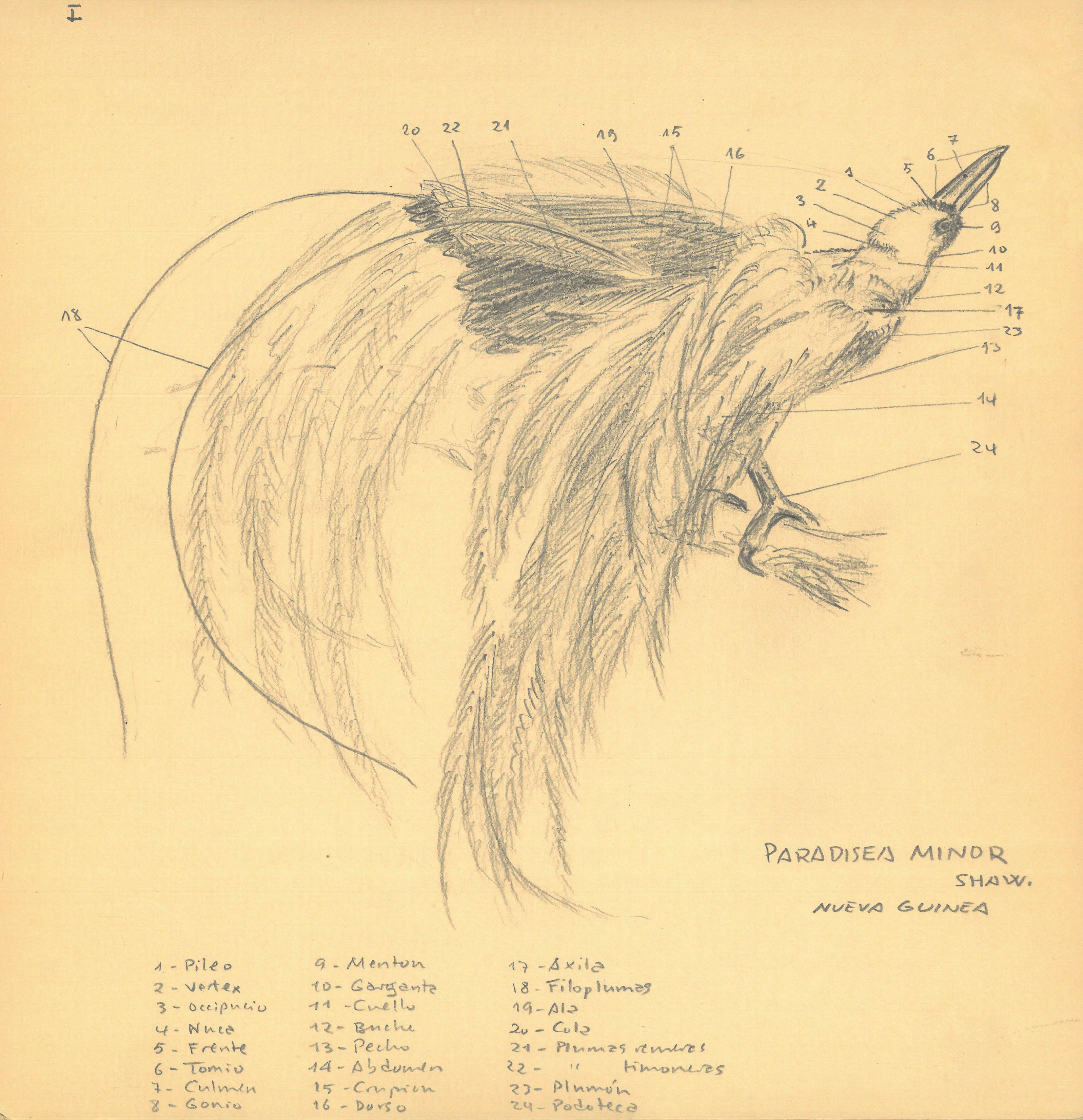 Ave del paraíso” / Cuaderno de dibujos y aves de Emiliano Aguirre. 1954