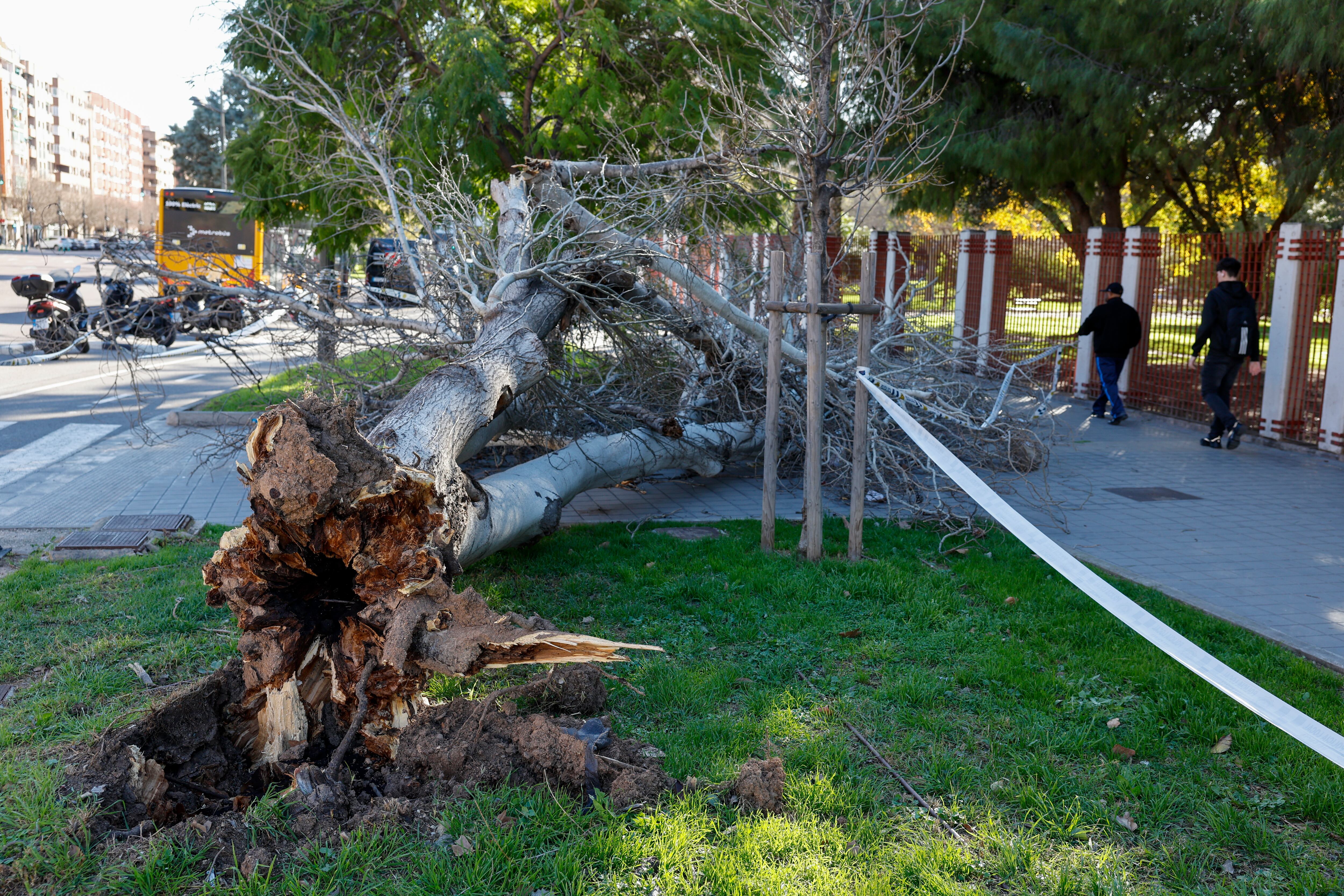 Un árbol derribado por el viento la pasada semana en València