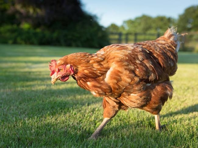 Las gallinas llevan casi tres meses encerradas