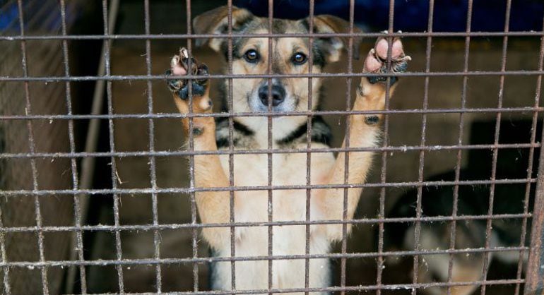 Por primera vez el número de gatos entregados por sus propietarios, 182, fue superior al de los recogidos o retirados por los servicios municipales en la vía pública