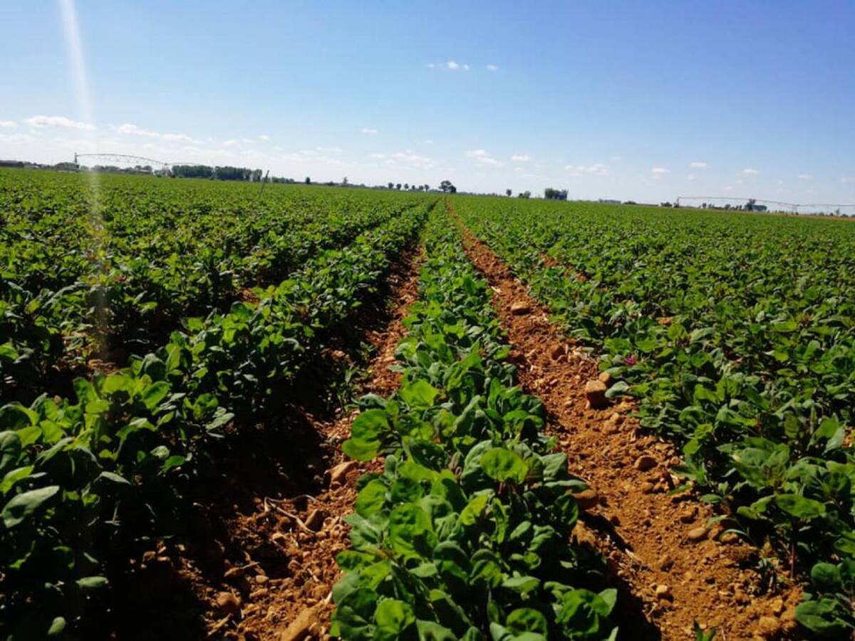 La quinoa prende en el Páramo