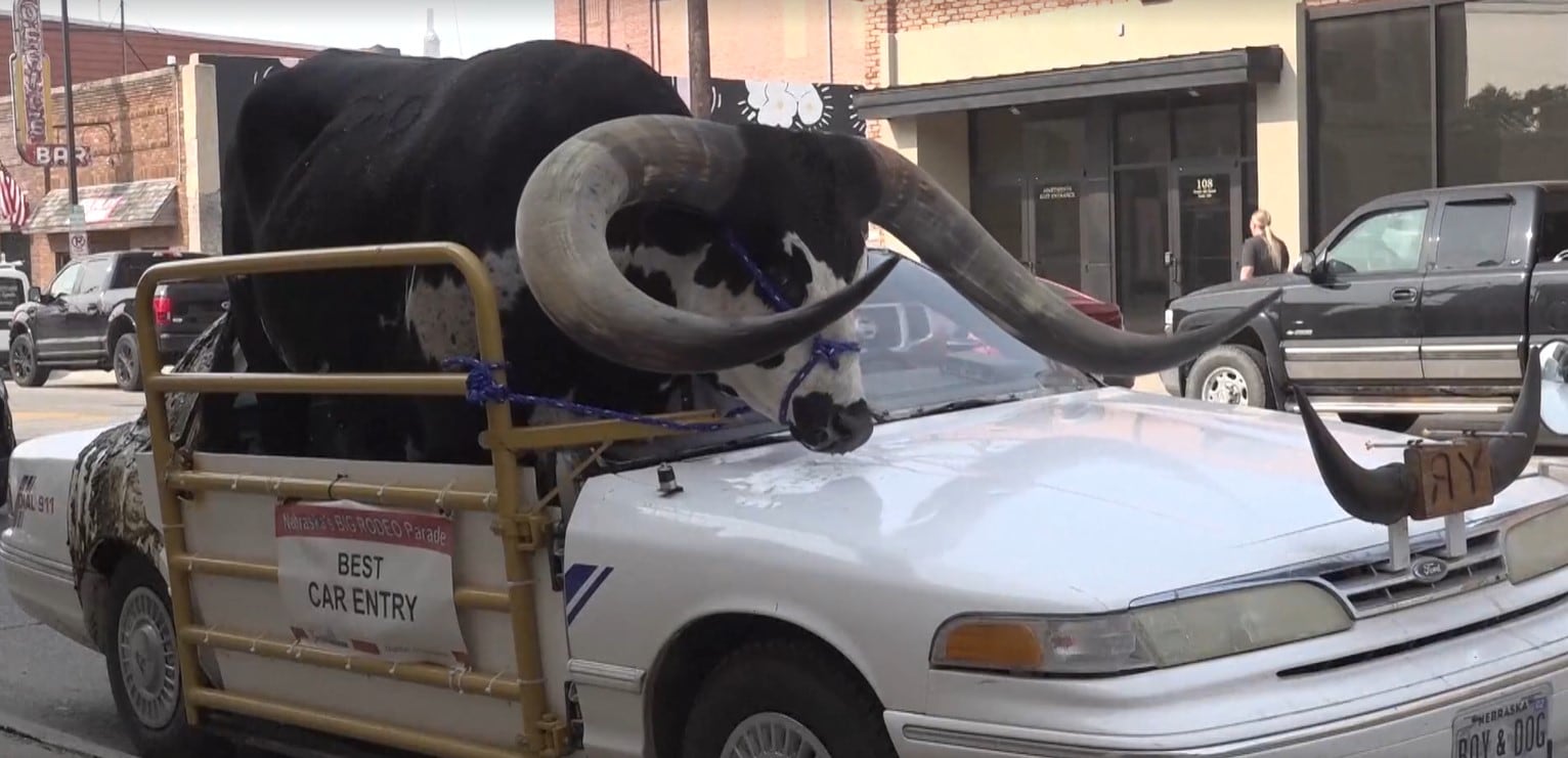 Detienen a un conductor en Nebraska por llevar a su enorme toro Watusi en el asiento del copiloto