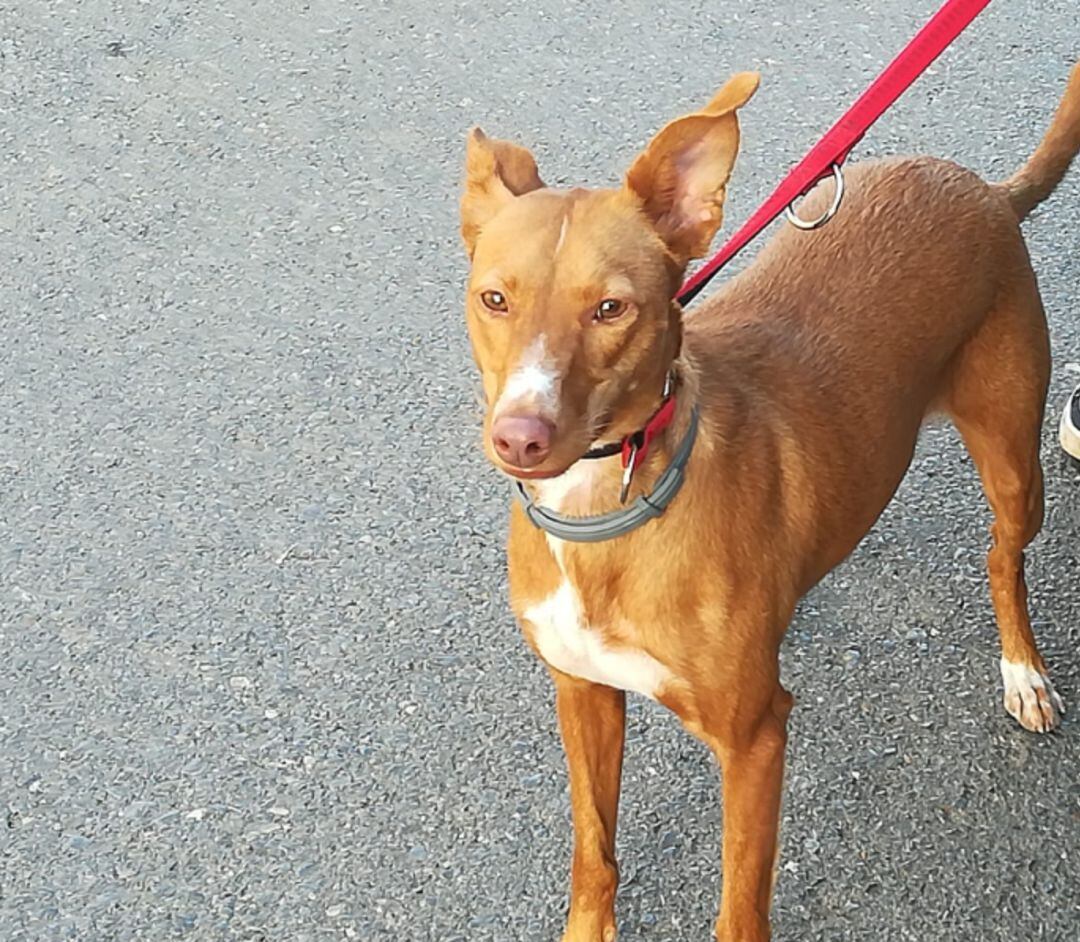 Hemos paseado con esta podenca andaluza, de nombre Jara, por varios puntos de la ciudad