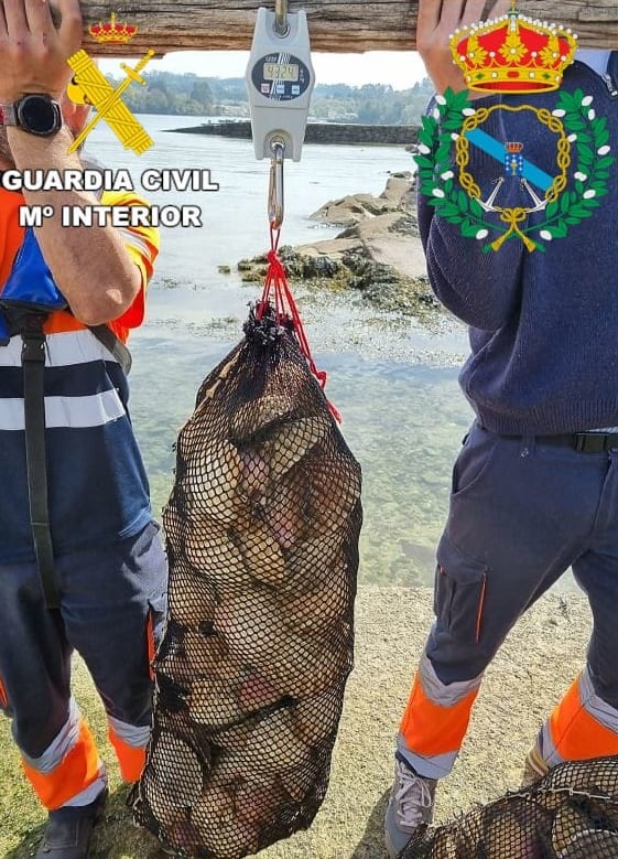 Vieira decomisada en Mugardos (foto: Guardia Civil)