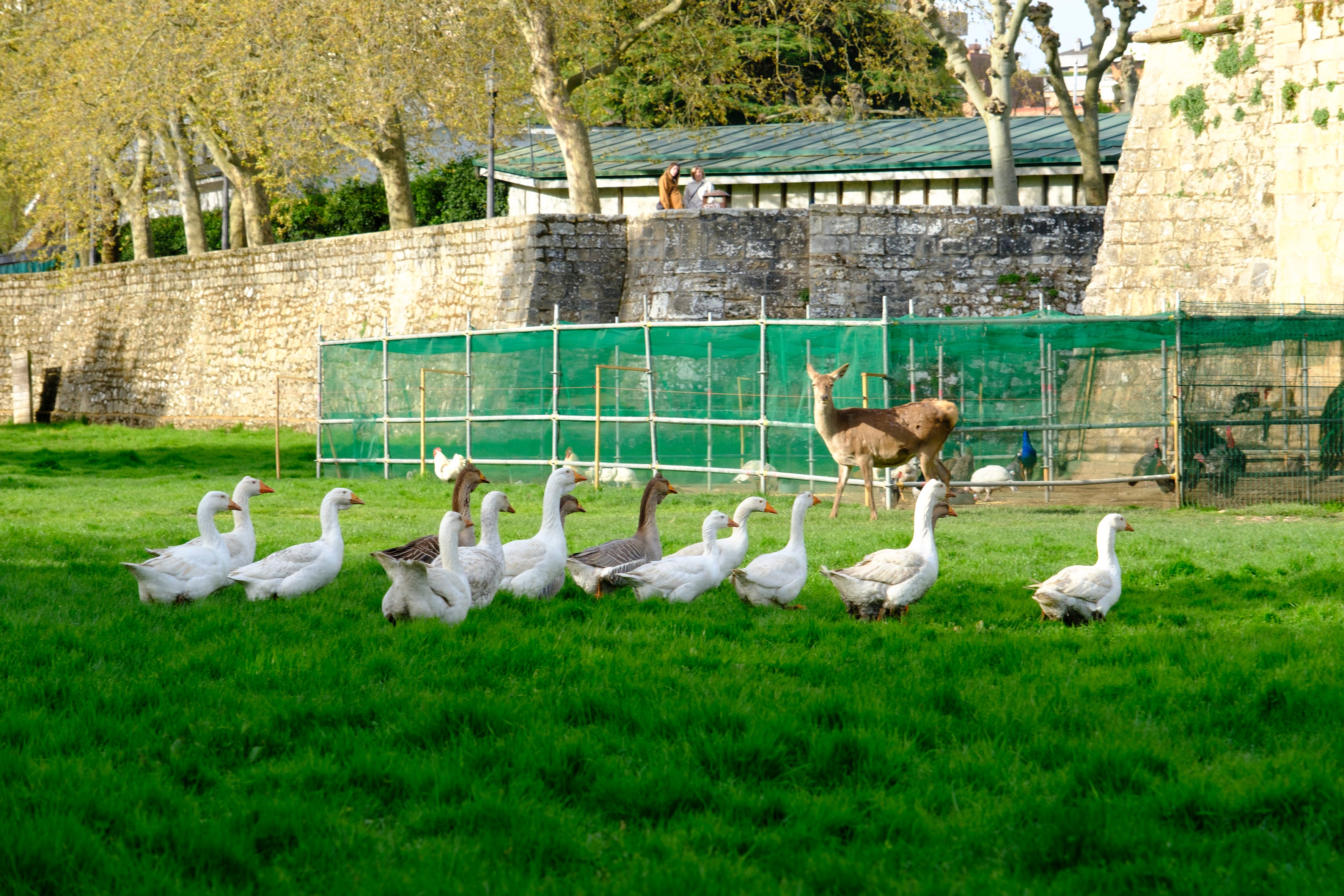 En concreto 35 ocas, 78 gallinas, 29 pavos, 35 patos, 2 barnaclas y un cisne han vuelto este martes a su hábitat natural en la Taconera