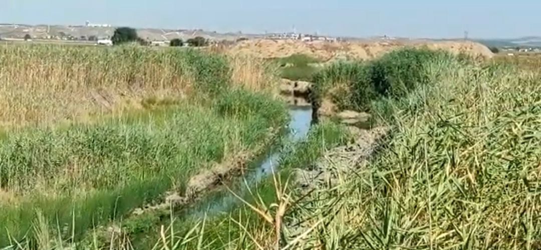 La laguna de Soto Gutiérrez en Ciempozuelos